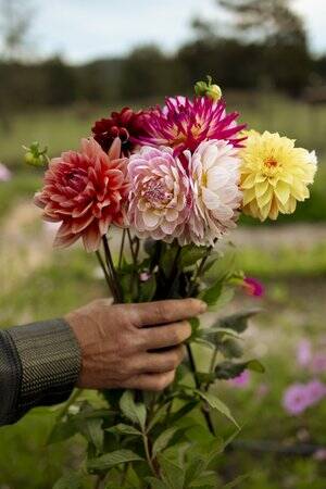 Contributed photo.
Tekla Farms flowers.