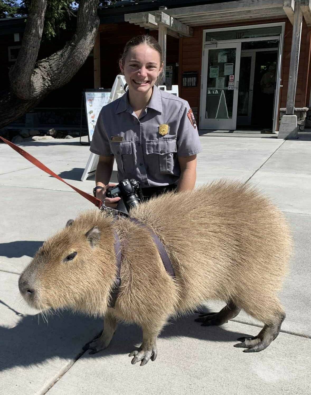 Contributed photo
Antonio the Capybara with park ranger friends.