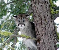 Photo contributed by WDFW/Rich Beausoleil.
WDFW does not regularly monitor or count individual numbers of cougars in Washington. It currently estimates that approximately 2,400 independent-aged cougars live in the state.