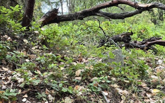 The branch on White Point Road where Leslie DeGasparis says she saw a mountain lion
Photo contributed by Leslie DeGasparis