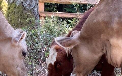 Heather Spaulding Staff photo
Mable and Daphne.