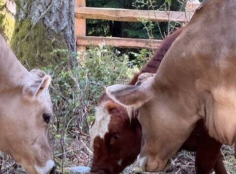 Heather Spaulding Staff photo
Mable and Daphne.