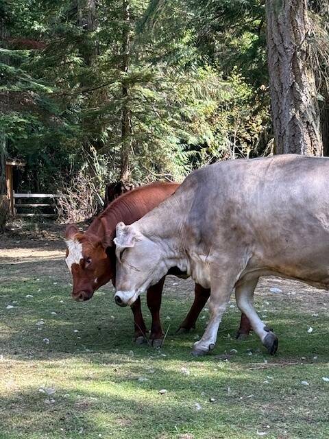 Heather Spaulding \ Staff photo
Daphne and Mable taking a stroll.