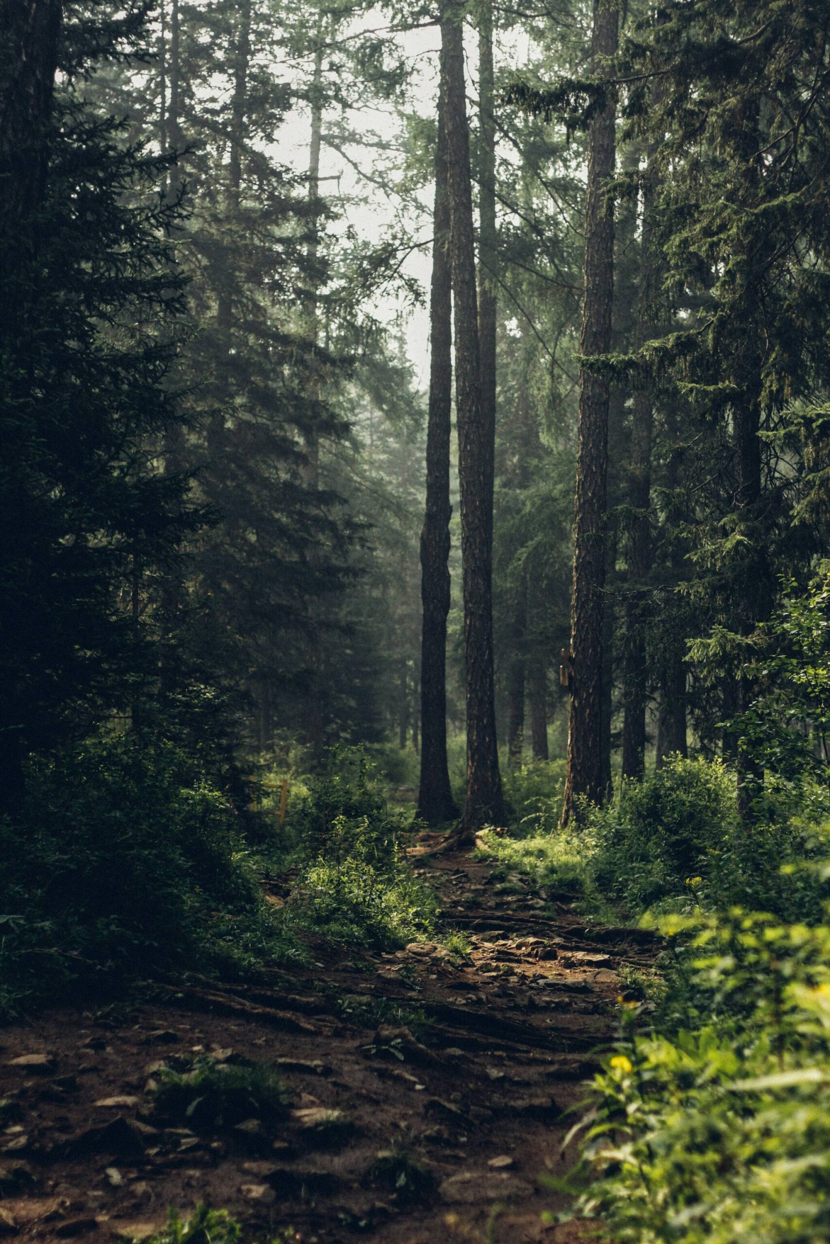 Degleex Ganzorig photo.