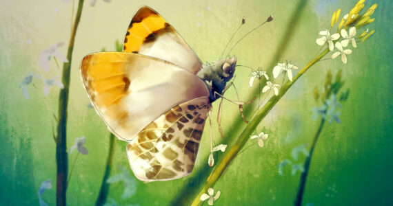 ”Julia Orangetip Butterfly” by Sophie Citro.