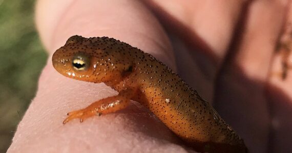 Contributed photo.
A rough-skinned newt.