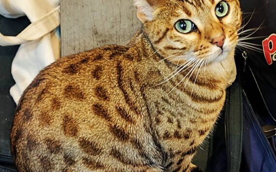 Onyx, the day before her death.