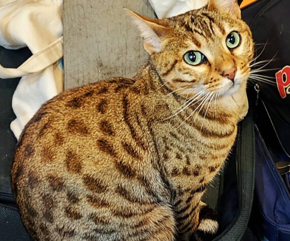 Onyx, the day before her death.