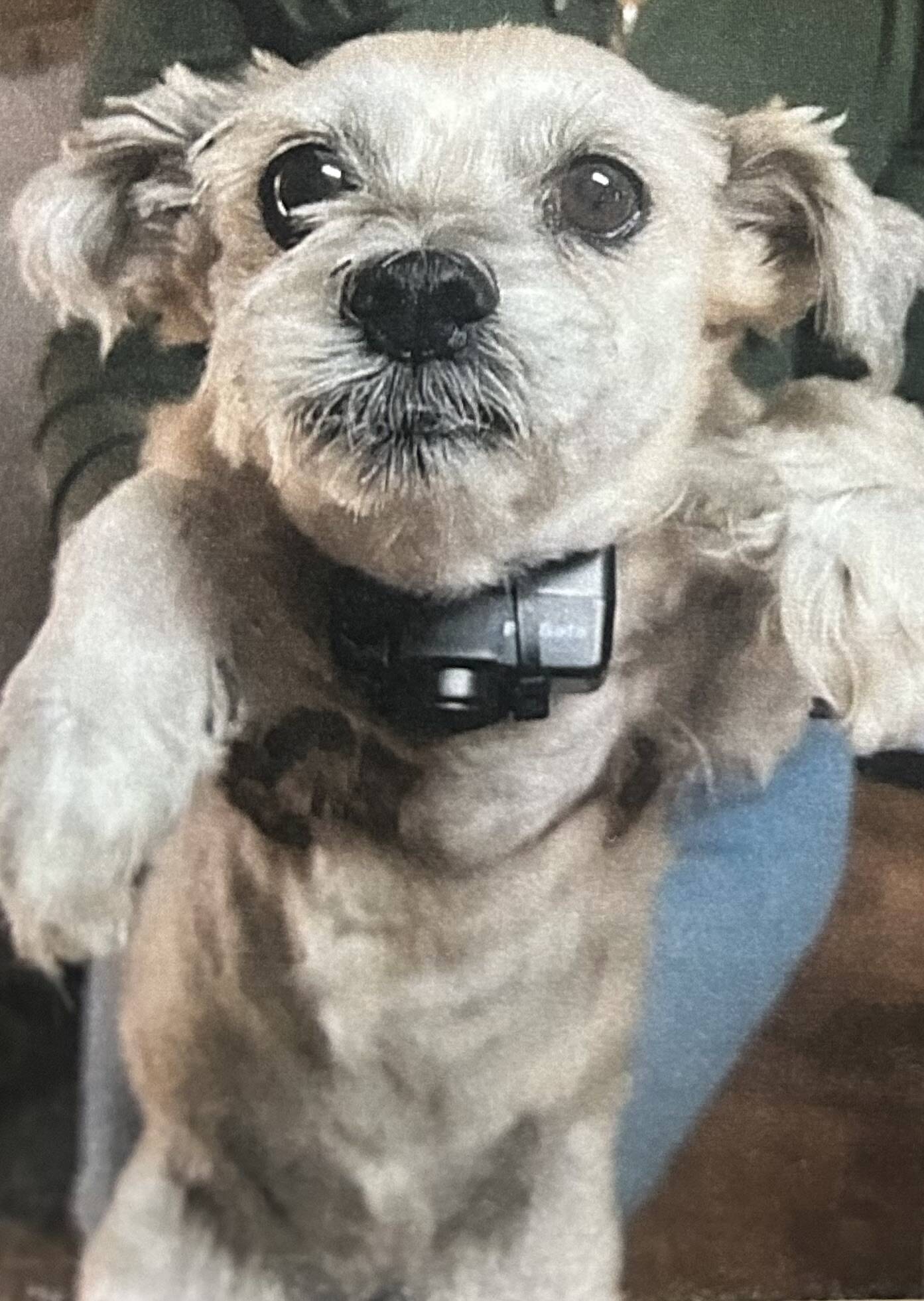 Sasha and her electronic collar, from trial exhibits.