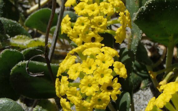 Contributed photo by Russel Barsh.
Yellow Sand Verbena, described in the story, in full bloom. One of the rare dune wildflowers that is threatened by activities like trails, trampling and burrowing.