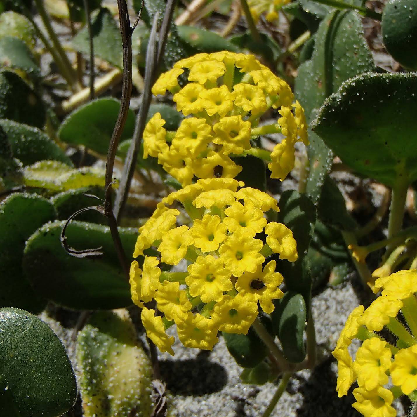 Contributed photo by Russel Barsh.
Yellow Sand Verbena, described in the story, in full bloom. One of the rare dune wildflowers that is threatened by activities like trails, trampling and burrowing.