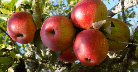 Russel Barsh photo.
Apples on the Donnohue Farm in Eastsound.