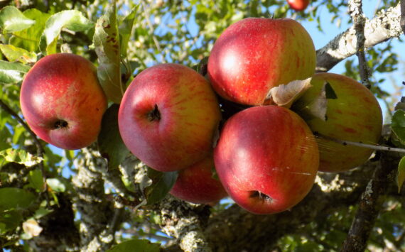 Russel Barsh photo.
Apples on the Donnohue Farm in Eastsound.