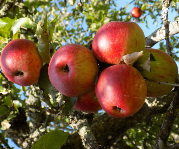 Russel Barsh photo.
Apples on the Donnohue Farm in Eastsound.