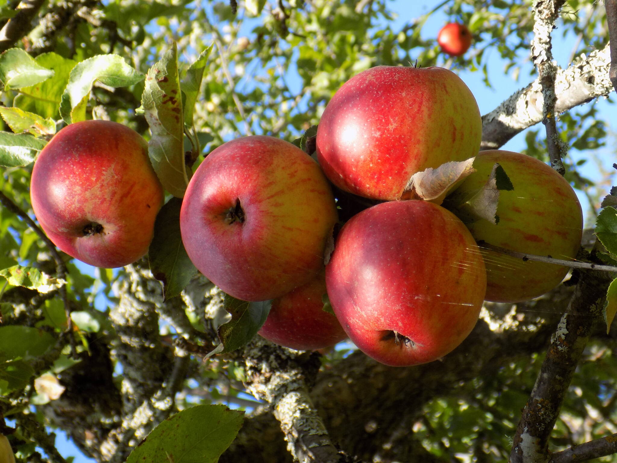 The stories told by an Orcas Island apple