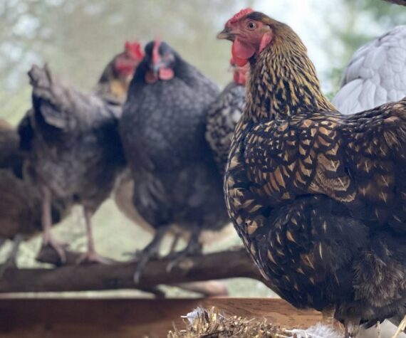 Kristina Stucki photo.