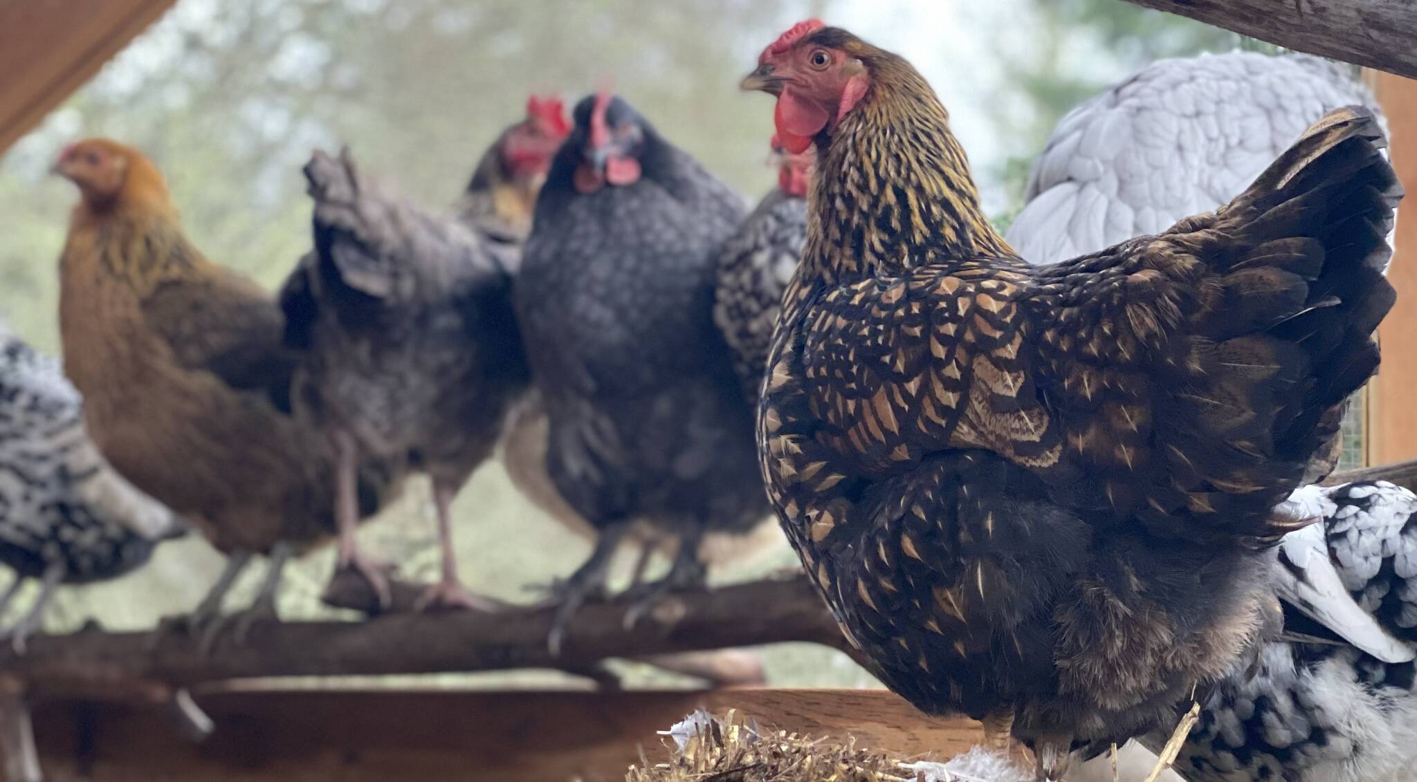 Avian Influenza confirmed in San Juan County birds | First human death in Washington state