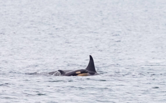 Conner Helms photo.
Stills from a video shot from Edmonds Marina Beach on Dec. 9. “It was an incredible pass and truly a magical moment to see the new calf,” said photographer Conner Helms. The video can be viewed at https://youtu.be/P1rfm_Cfu7M.