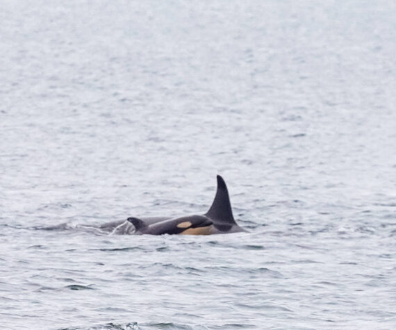 <p>Conner Helms photo.</p>
                                <p>Stills from a video shot from Edmonds Marina Beach on Dec. 9. “It was an incredible pass and truly a magical moment to see the new calf,” said photographer Conner Helms. The video can be viewed at https://youtu.be/P1rfm_Cfu7M.</p>