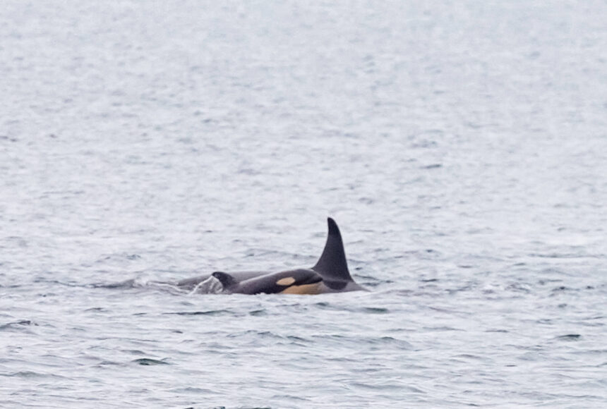 <p>Conner Helms photo.</p>
                                <p>Stills from a video shot from Edmonds Marina Beach on Dec. 9. “It was an incredible pass and truly a magical moment to see the new calf,” said photographer Conner Helms. The video can be viewed at https://youtu.be/P1rfm_Cfu7M.</p>