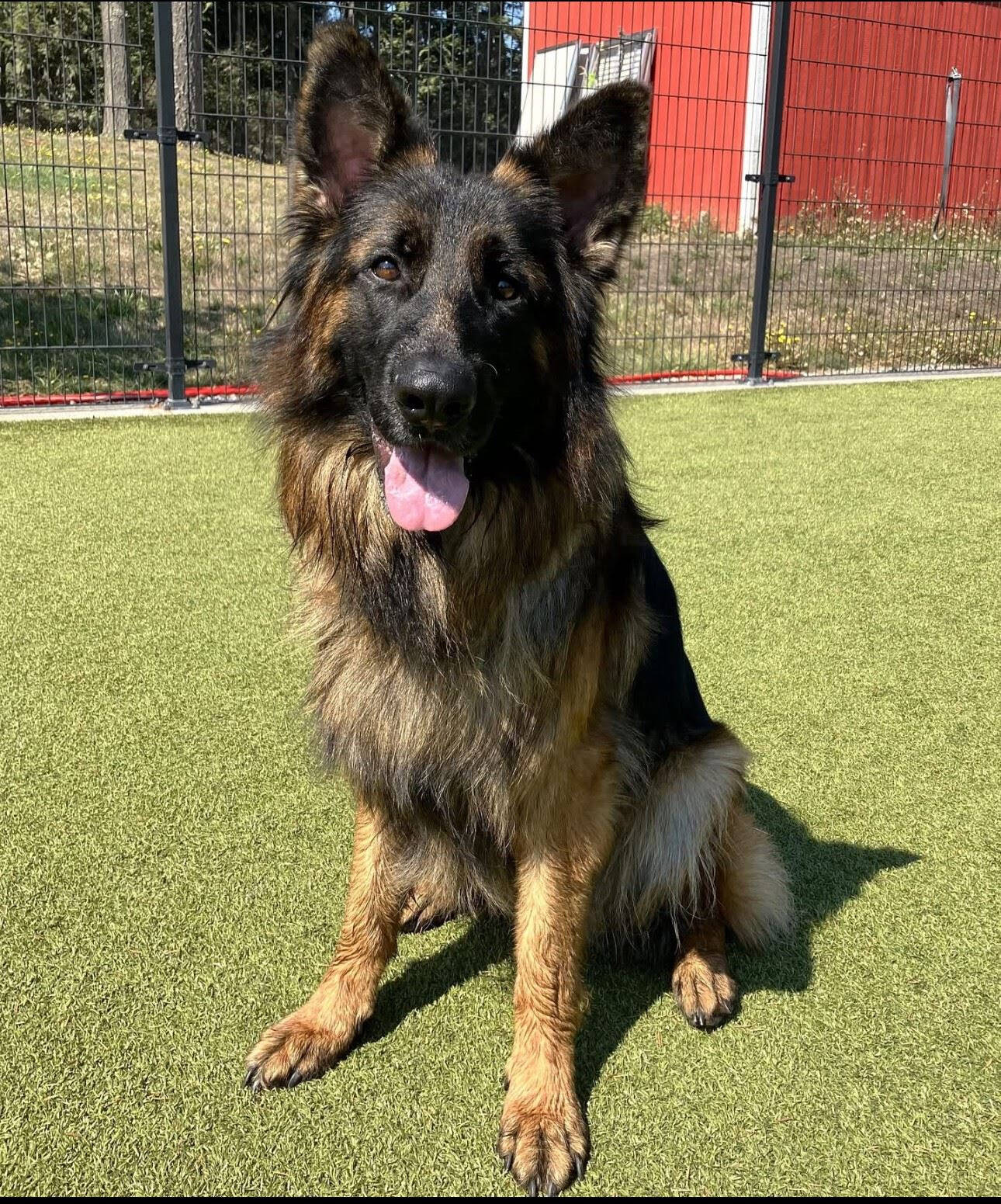 Contributed photo.
Lobo is available for adoption through APS-FH.