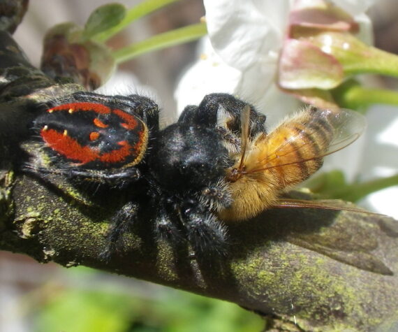 <p>Russel Barsh photo.</p>
                                <p>A red-backed jumping spider with a honeybee it caught in mid-air.</p>