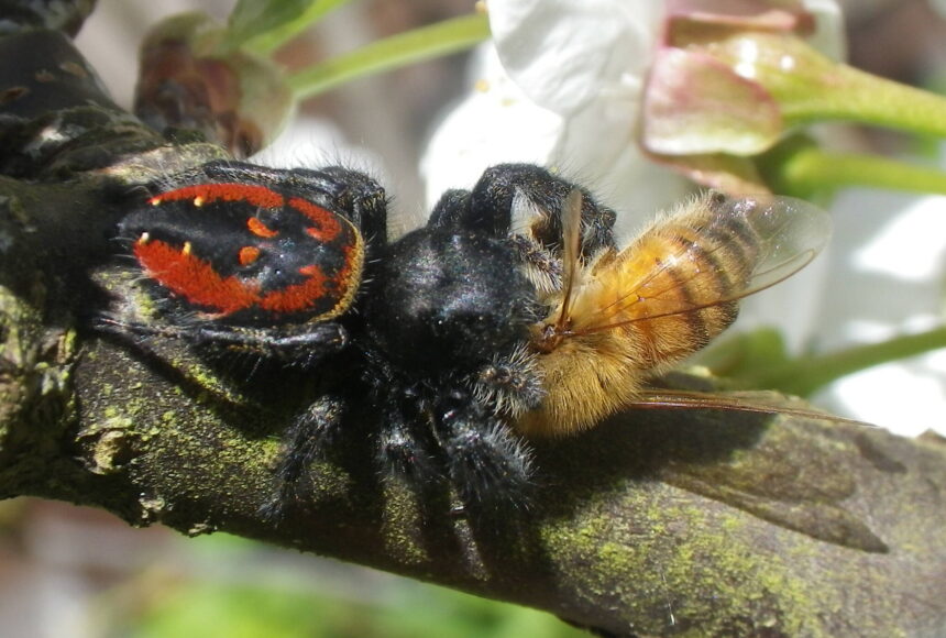 <p>Russel Barsh photo.</p>
                                <p>A red-backed jumping spider with a honeybee it caught in mid-air.</p>