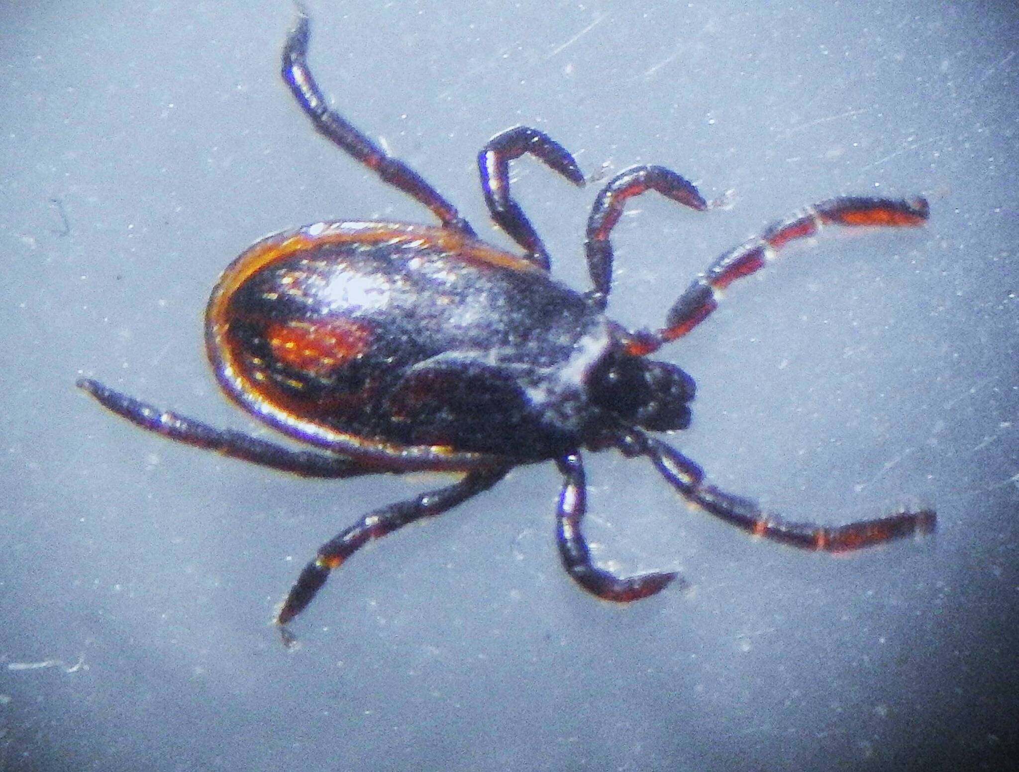Western black-legged tick.