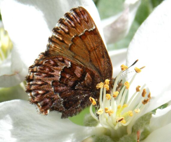 <p>Russel Barsh photo.</p>
                                <p>Russel Barsh photo.</p>
                                <p>A Pine Elfin, one of the islands&rsquo; relatively common Elfins (we have a few rare species as well), enjoying a sip of nectar from an apple blossom.</p>