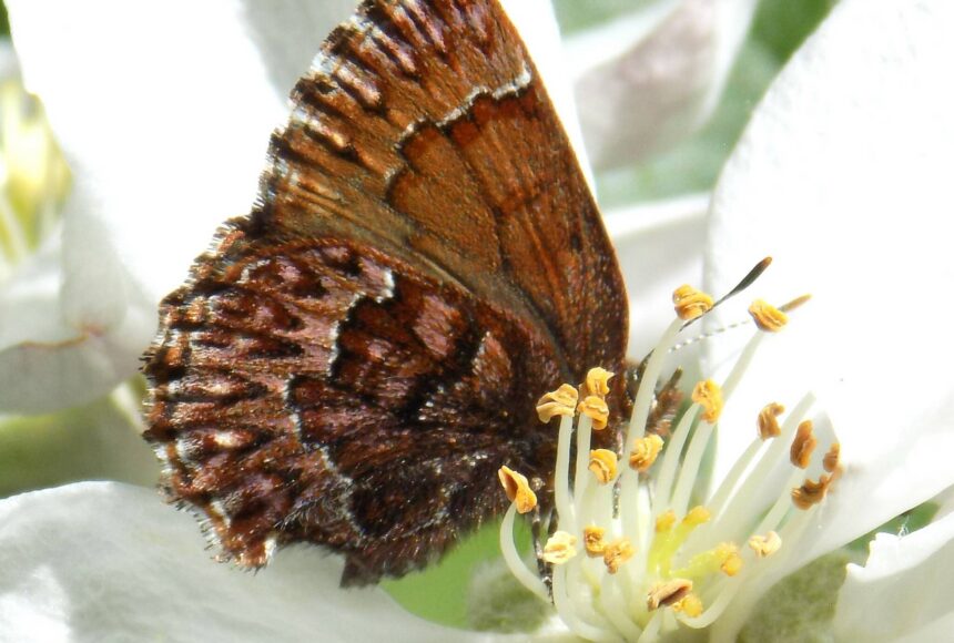 <p>Russel Barsh photo.</p>
                                <p>Russel Barsh photo.</p>
                                <p>A Pine Elfin, one of the islands&rsquo; relatively common Elfins (we have a few rare species as well), enjoying a sip of nectar from an apple blossom.</p>