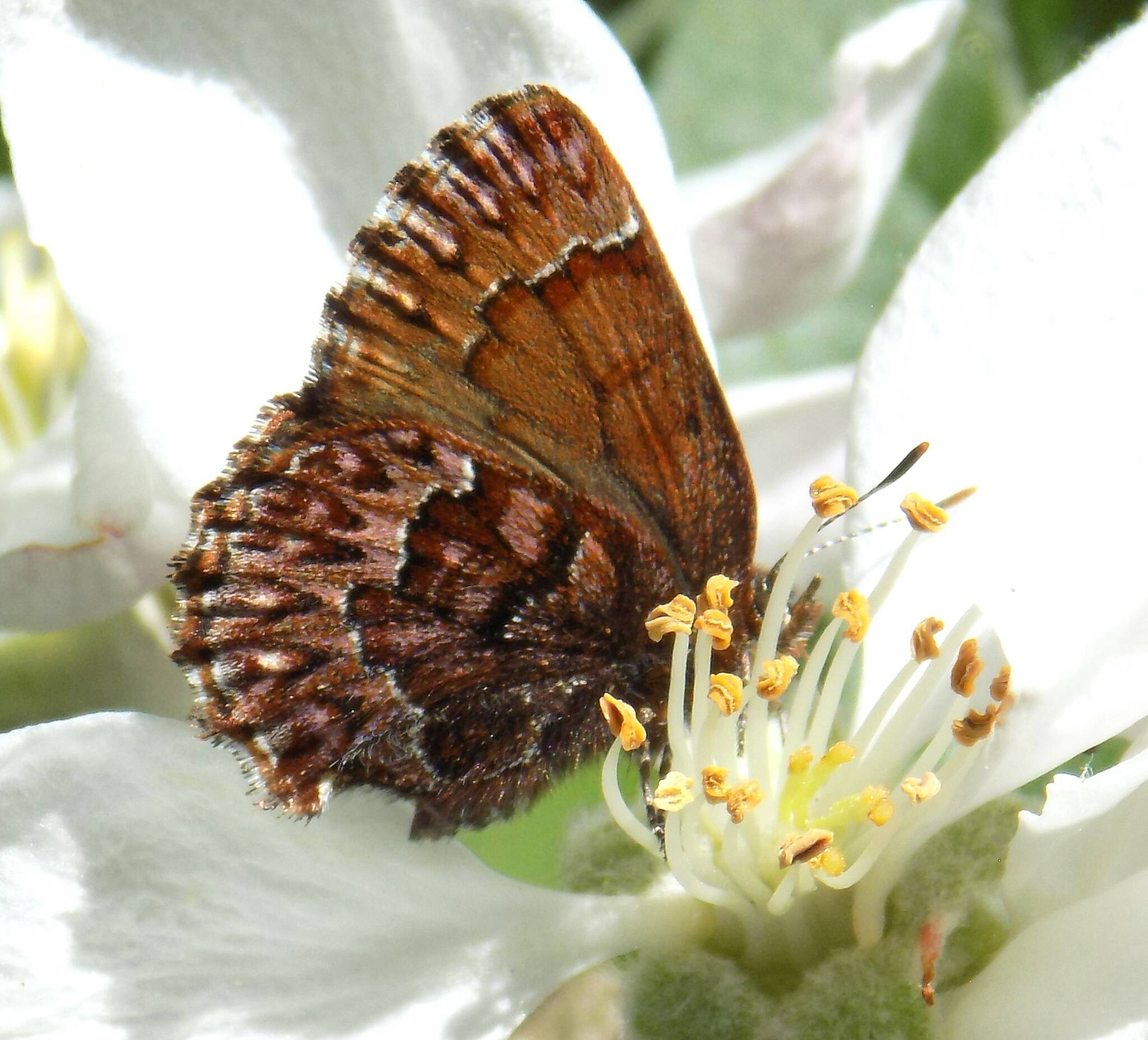 Russel Barsh photo.
Russel Barsh photo.
A Pine Elfin, one of the islands relatively common Elfins (we have a few rare species as well), enjoying a sip of nectar from an apple blossom.