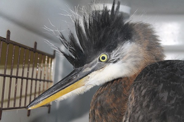 A bird rescued by Wolf Hollow