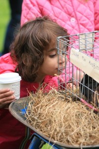 A small onlooker peers into a cage of Silver Fox rabbits.