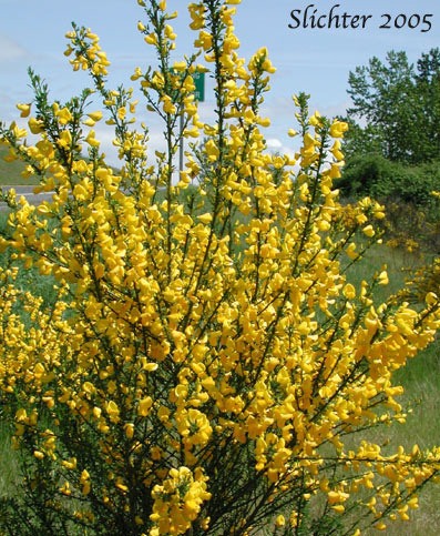 The bright chrome yellow flowers of Scotch broom.