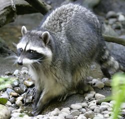 As long as raccoons are kept out of human homes