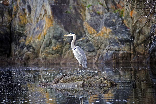 There will be a photography show at the Orcas Center in December and all Orcas Island photographers can submit work for the show.
