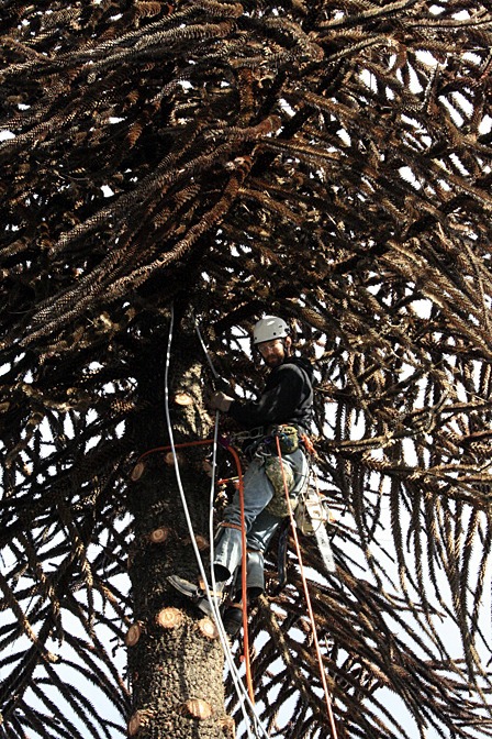 The monkey puzzle tree being limbed before it is cut down.