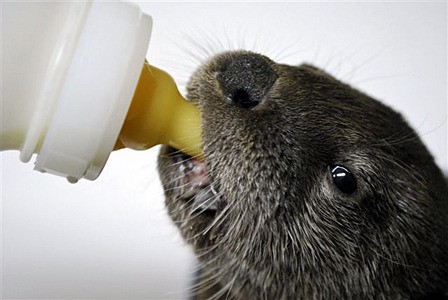 Above: A river otter kit being nursed back to health by Wolf Hollow.