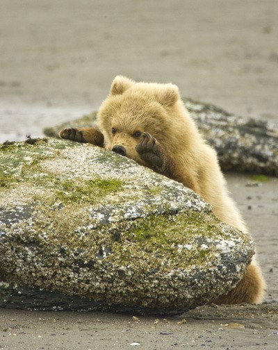 Joe Gaydos will present “Bears to Barnacles: Incredible Animals of the Salish Sea.”