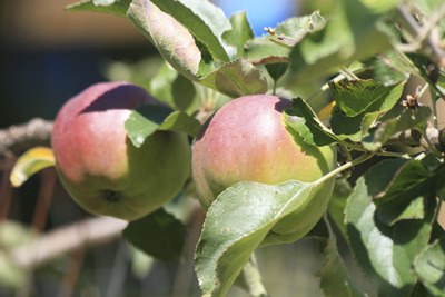 Apple Crisp Sale is coming up soon.