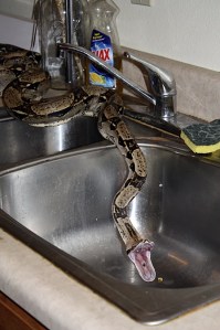 Houdina stretching her jaws.