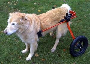 Baca with a little help from some wheels.