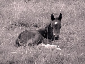 Pearl has survived despite the odds against her.