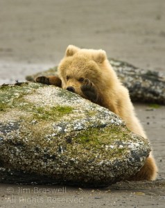 Bear cub eating barnacles.