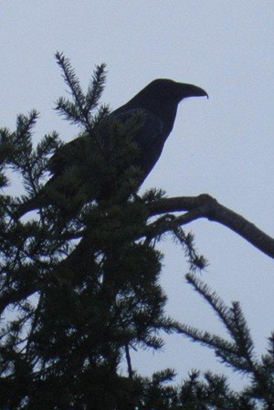 The San Juan Islands Audubon Christmas Bird Count tallied a total of 25