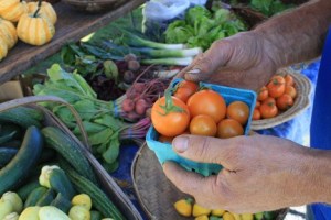 An Orcas Island farmer sells cherry tomatoes he has grown.
