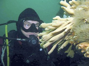 A diver checking out a sea sponge.