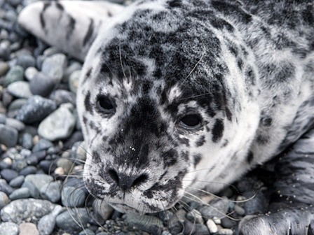 A harbor seal pup.