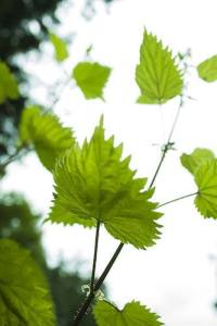Stinging nettles