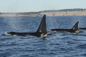 L-79 (missing) swims along side his mother